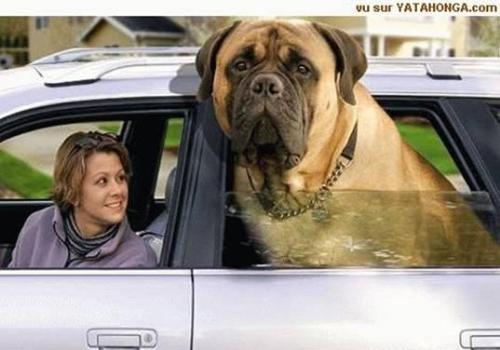 dog in car - this is a picture of a dog inside a car. he is also anticipating a shopping sale.