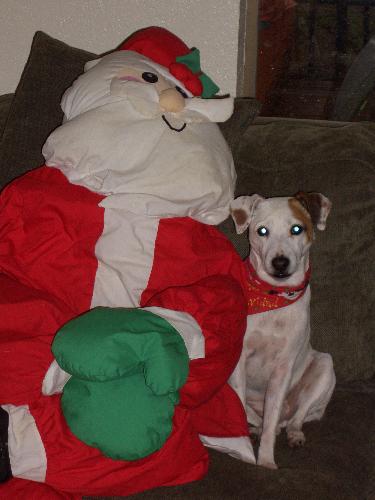 My dog Bailey and Santa! - My dog Bailey and Santa!