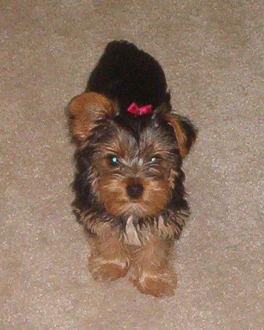 My baby girl, Josie - I have always wanted a Yorkie and I finally got her in December 2006. I knew that she was for me when I went to the breeders house and I held Josie and said 'Do you want to go home with me?' then she licked my nose and I knew that she was going with me! She is so sweet and knows just how to make me feel better.