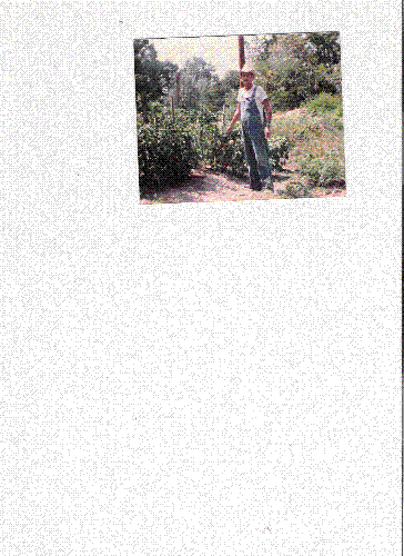 Donald - Picture of tomaotes that we grew and Donald how proud he is