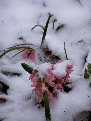 Hyacinths.. awaiting"global warming" - Hyacinths buried in snow... April 12th, 2007