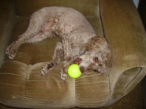 my dog - it's just my dog, lying on the sofa, with his dear and beloved ball