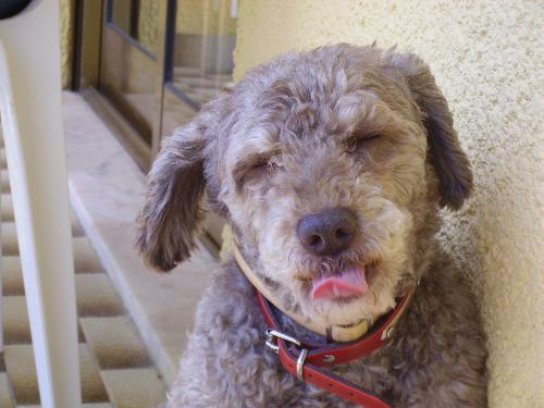 my dog on holiday - he's so cute and he looks so fine in this photo I had to put it here