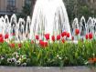 Fountain surrounded by tulips - Jigzone puzzle of the day: Fountain surrounded by beautiful tulips!