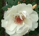 rose - see this everyone like a rose
