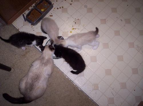 Kittens drinking milk - walked into the kitchen this morning and saw this, a rare moment when the kittens are all eating at the same time.