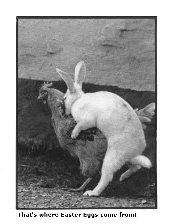 easter egg production - Daddy, where do Easter eggs come from?