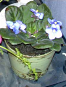 African Violet - just a picture of my african violet