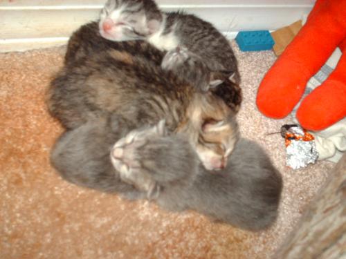 Cats & newborn kittens - This is a picture of my cat's first litter. None of them look like her! Now why isn't that not surprising? She has five of them, 3 girls & 2 boys. They were born 2 days before EASTER on 4-6-07 and also the day this picture was taken.