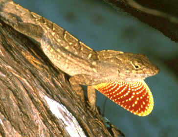 brown anole - Anoles are often erroneously labeled 'chameleons,'