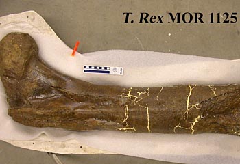 dinosaurs & chickens - Scientists examined the powered protein in soft tissue from a dinosaur bone.