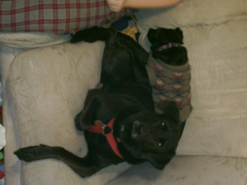 Blackie and Trixie - My dogs like to snuggle together.