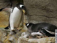 Penguin Brings a Stone - Love on the Rocks!