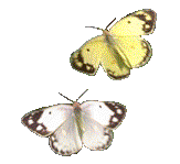 Summertime - Two butterflies