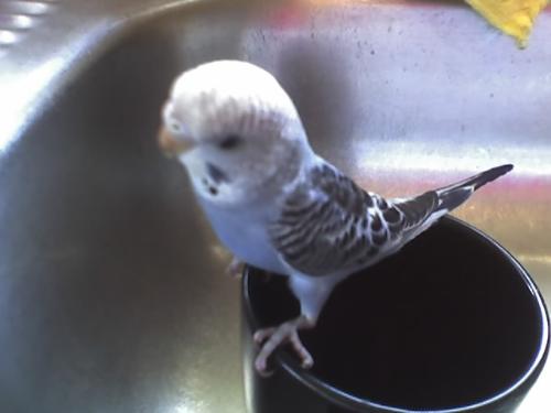 Reggie  - Reggie having a bath in the sink