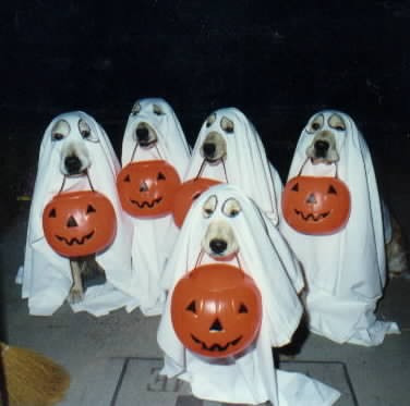 Boooooo - Not only the people but some dogs is having hallowen party too