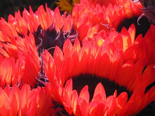 Flowers - These are such pretty red flowers.