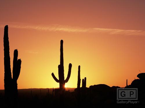 Desert Show - A scene in the evening? or morning?