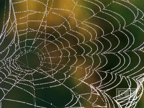 Spider Web - Website? SpiderSite?