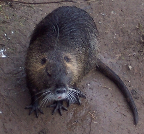 nutria - yummy....guess what's for dinner?!