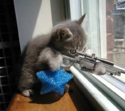 sniper - this cat is maybe quite young to be a sniper..but it is a well-trained soldier or a really dangerous sharpshooter in the world..if you want to know more about this cat..just pm me..and i dont give you any answer, because im not a cat lol..just kidding