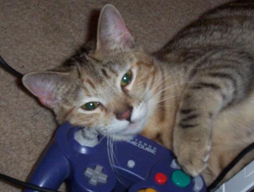 Buttons - My Cat got tired from playing the WII...LOL