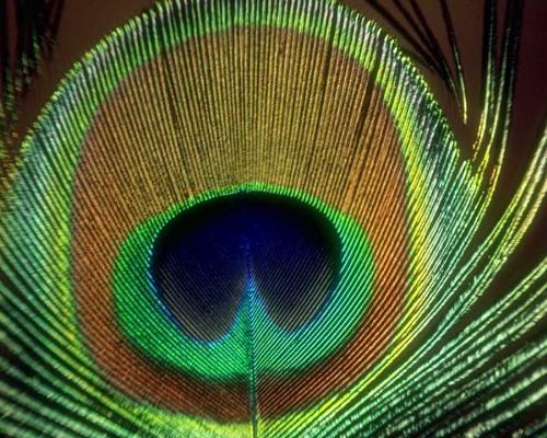 peacock - it's wing