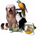 Which pet do u have????? - What special thing do u feel about ur pet?