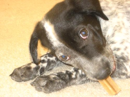 Gracie-Girl - this is a photo of Gracie a few weeks after I got her from the SPCA
