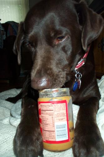 Labrador - This is my Labrador Sasha eating peanut butter she stole from the counter! Sasha is 4 years old and her nick name is Piggy..for the way she snorts when she is excited.