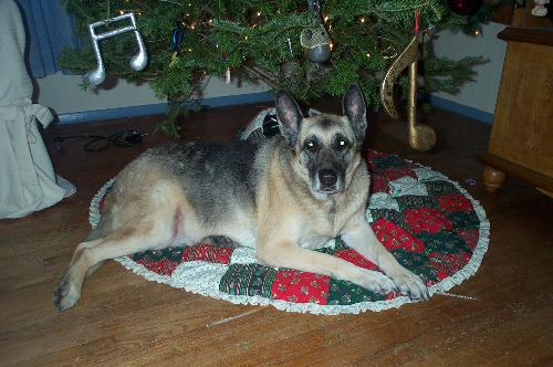 german shepards - This is my german Shepard Kira resting under our Christmas tree in December of 06. Kira is 13 years old now and still my angel.