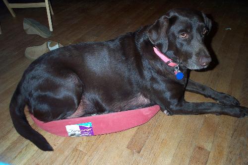 labradors - This is what happens when you bring a cat bed into a Labradors house! Sasha/Piggy is 4 years old.