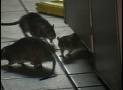 nasty rats - ratty rats