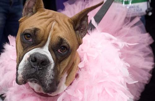 Go ballet - The doogie is on the show