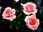 Roses - Rose