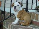 XMAS ADORABLE ENGLISH BULLDOG FOR FREE - very playful,she loves playing with kids,she loves playing with animal The puppy is with a Current vaccinations, vet exam,health certificate from a licensed vet and a written guarantee of health( 1yr). resently checked by a licensed Vet Doctor for heart, knees, skin, correct bite, and eyes.   Age :10weeks and 2 days old. Weighs is: 15lbs.  she should eat out of a pan which has a flat bottom and straight sides. use stainless steel because it lasts longer. Do not use plastic either for his food or water. she likes Nylabone and Gummabone toys but Never ever give him a rawhide toy.  And for grooming, Brush weekly and  bathe as it needs also  Keep his hair trimmed out of his ears and eyes.and his bedding material should range from straw or wood shavings,or beds of all types.contact me festusdonald_500@yahoo.com