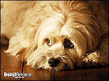 dogs - dogs