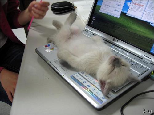 Cutest Kitty Ever! - Kitty on Computer.... can&#039;t do My Lot today!