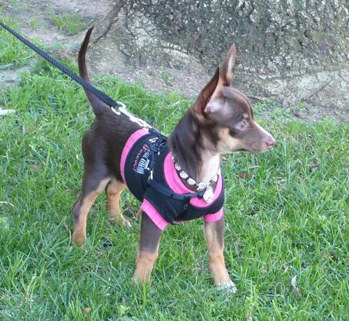 Berkeley - This is my doggy in one of her favorite shirts.