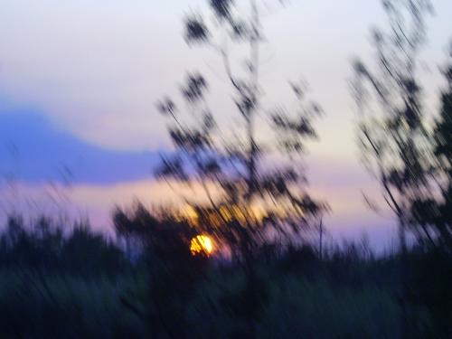 picture of a sunset - Breathtaking sunset at the forest.