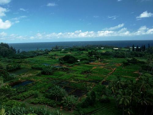 Green Wall paper - My desktop background right now.