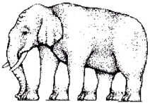 elephant - elephant feet