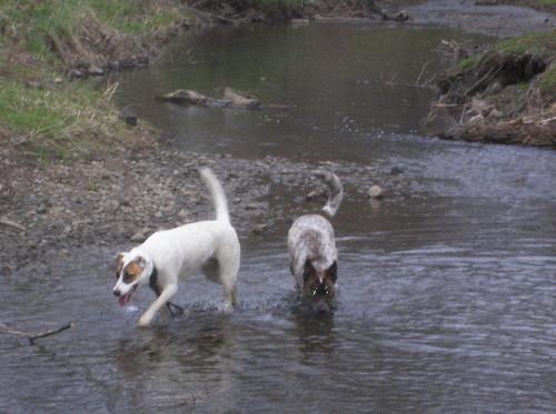 Look! We are good girls! - drinking from the river