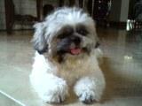 procopio - This is a photo of our puppy. He comes from a breed of Shitzu. He is a very happy dog and is always at our dining table everytime we have our meals. hehehe