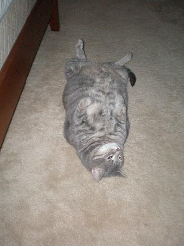 Sliver on her back - This is one fat lazy cat named Sliver. She is 6 years old