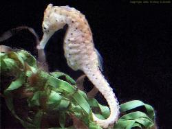 Sea Horse - Sea Horse