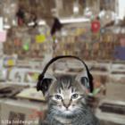 crazy cat -  It must be crazy with music.