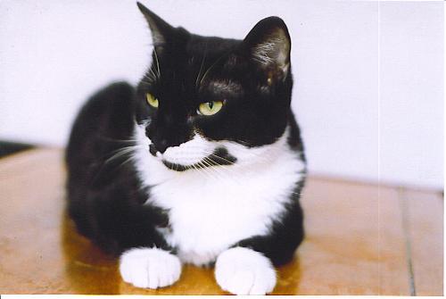 My Furbaby Tara - This photo was taken at the Easter Weekend when we attempted to finish off a roll of film in the camera so we could get the pictures developed. It was wonderful how she sat and posed for us lol.