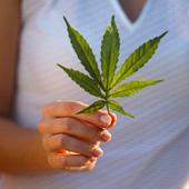 Marijuana - Marijuana