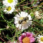 BEE GATHERING NECTAR - A bee gathers nectar for honey on the blooms of a daisy.